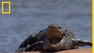 Requinbouledogue vs crocodile [upl. by Shanon]