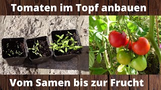 Tomate im Topf anbauen  Vom Samen bis zur Frucht [upl. by Esinehs]