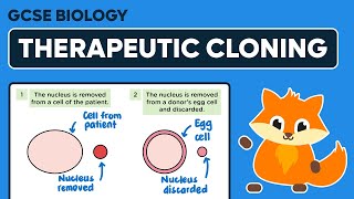 Therapeutic Cloning  GCSE Biology [upl. by Yadnus]