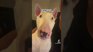 Where my gangstas at bullterrier gangsta orangecounty homies og [upl. by Furey]