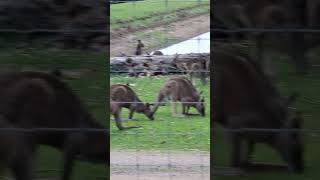 Bundoora Farm Victoria Australia [upl. by Robena118]