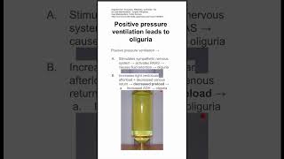 Positive pressure ventilation leads to oliguria [upl. by Hyozo]