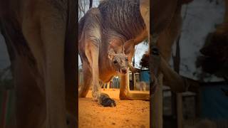 The Power and Grace of Kangaroos – Nature’s Unique Marsupials shorts animals kangaroo kangaroos [upl. by Vadnee]