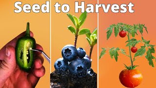 Growing Plants Seed to Harvest 4K Time Lapse Compilation 3 Years [upl. by Haek200]