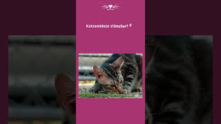 Was macht Katzenminze mit einer Katze  Katzentipps shorts [upl. by Anoval778]