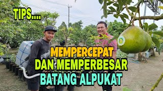 TIPS MEMPERCEPAT DAN MEMPERBESAR BATANG ALPUKAT [upl. by Aztinaj]