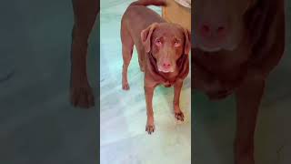 Mujhay nahi dekhny stri 2 movie dar lagta hai dog funny tyson subscribe labrador [upl. by Ahsekyt]