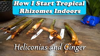 Starting Tropical Plant Rhizomes Indoors  Heliconias and Gingers [upl. by Pani]