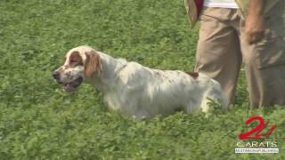 Setter Inglese un cane emozionante [upl. by Merridie]