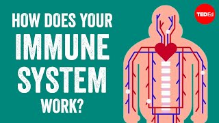 How does your immune system work  Emma Bryce [upl. by Ayila]