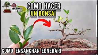 COMO EMPEZAR UN BONSAI  FICUS TIGER BARK ALAMBRADO Y MAS [upl. by Rayna2]