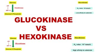 Glucokinase vs Hexokinase  Glycogenesis  Glycolytic Enzymes  Dr Ghanshyam Jangid [upl. by Pollie]