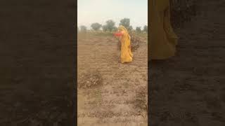 Rajasthani marvari video song trendingshort reels farming 💛💛 [upl. by Okechuku]