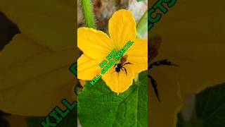 POLLINATING INSECTSSERANGGA PEMBANTU PENDEBUNGAANshorts nature pollinators [upl. by Chilson]