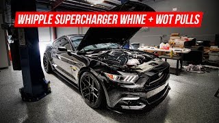 Whipple 2014 Mustang GT Supercharged [upl. by Ttayw]