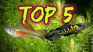 Top 5 Livebearers for Beginners [upl. by Airrehs]