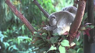 Cutest Baby Koala Named Kirra [upl. by Nollek]