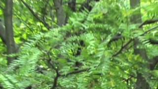 how to identify Gleditsia triacanthos [upl. by Sucitivel946]