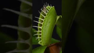 Venus fly trap [upl. by Alvar]