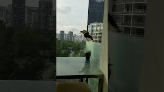 Hornbills on our balcony in Singapore hornbill wildlife singapore [upl. by Eirellav791]