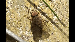 Grijze runderdaas Tabanus autumnalis mannetje [upl. by Jeremie]