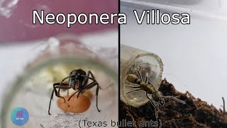 Neoponera Villosa Texas Bullet Ants  ANT LIFE [upl. by Araek]