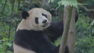 Panda Patrol  San Diego is gearing up for arrival of the pair of bears from China [upl. by Wilinski492]