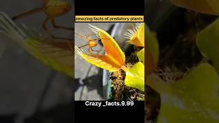 Predatory plants 🪴 shortsviral share trending viralvideo motivation crazyfact999 [upl. by Eberhard]