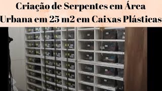 Criação de Serpentes em Área Urbana em 25 m2 em Caixas Plásticas [upl. by Gettings644]