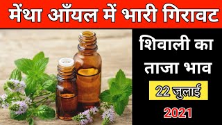 Mentha Rate Today  मेंथा का आज का ताजा रेट  Mentha Oil Rate [upl. by Hametaf]