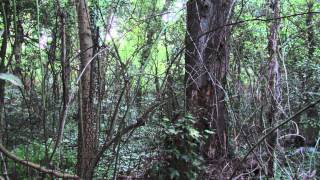 Sound of an Acadian Flycatcher [upl. by Shields296]