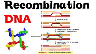 DNA recombination basic [upl. by Androw645]