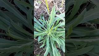 fleabane uses  fleabane agriculture farming [upl. by Retsek595]