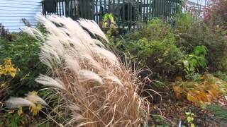 Miscanthus purpurascens in fall [upl. by Puiia]