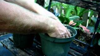 Make the ideal soil mixture for bromeliads [upl. by Yrian]