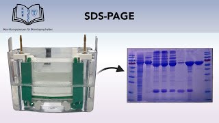 SDSPAGE GELELEKTROPHORESE [upl. by Mharba137]