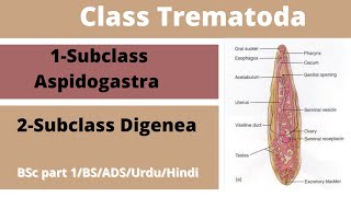 Class Trematodaphylum platyhelminthis [upl. by Okikuy595]