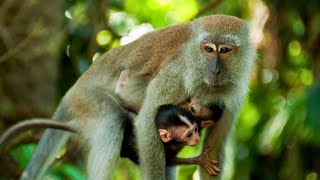 Long Tailed Macaque CrabEating Macaque [upl. by Coltun]