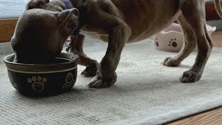 Pet Pals TV The impact of rickets on dogs [upl. by Honna]