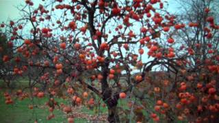 Persimmon Trees For Sale 300 From Tn Tree Nursery [upl. by Dinerman]