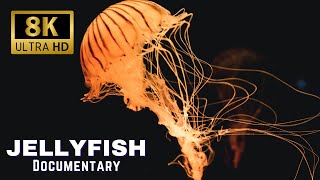 Jellyfish Documentary Grace Danger and Ocean Mysteries [upl. by Mancino]