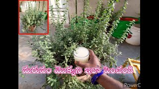 Marjoram Plant Care and Fertilizer Maruvam mokkani ela penchali Maruvam mokka Pempakamమరువం మొక్క [upl. by Elimaj]