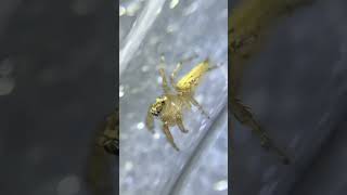 Colonus sylvanus jumping spider close up look [upl. by Tsnre]