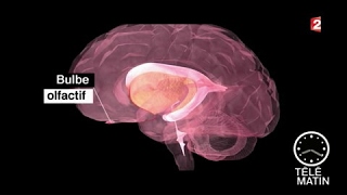 Santé  Cerveau  une fabrique de neurones ultra performants [upl. by Sremmus]