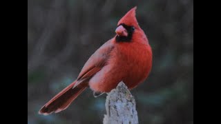 Northern Cardinal Cardinalis cardinalis Theodore Roosevelt Area at Timucuan Preserve [upl. by Hussey6]