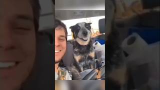 Dogs with 2 braincells part 152 funny lovegoldens funnypets pets cutegolden petvideos [upl. by Hahnert]