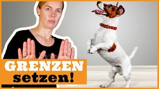 In der Hundeerziehung Führung übernehmen I Dem Hund richtig Grenzen setzen I Frustrationstoleranz [upl. by Carli]