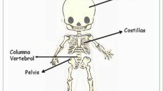 Los huesos y los músculos 2º de Primaria [upl. by Derron]