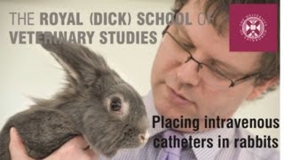 Placing intravenous catheters in rabbits [upl. by Keene]