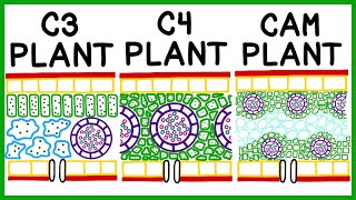 C3 C4 and CAM Plant Photosynthesis amp Photorespiration [upl. by Imoyaba611]